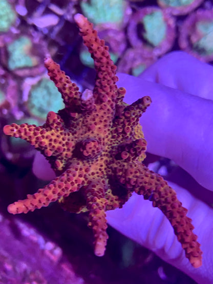 Frag - Lg. Red Planet Acropora