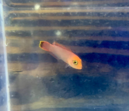 Dottyback - Elongated