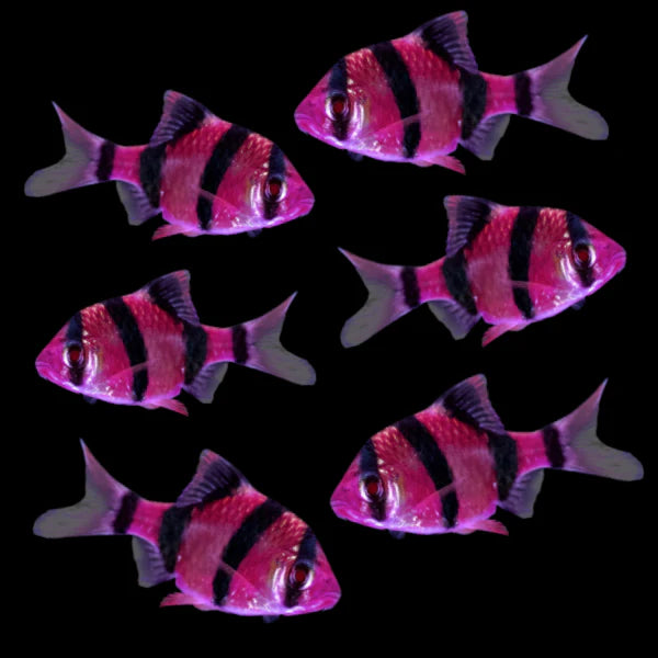 GloFish® - Barb Galactic Purple