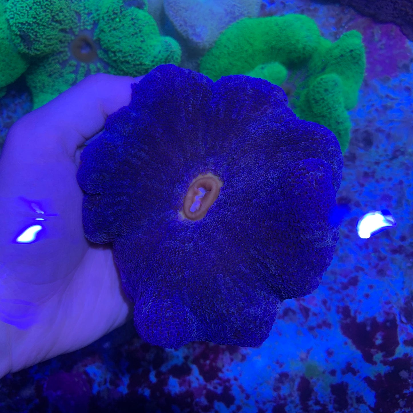 Anemone - Carpet Blue