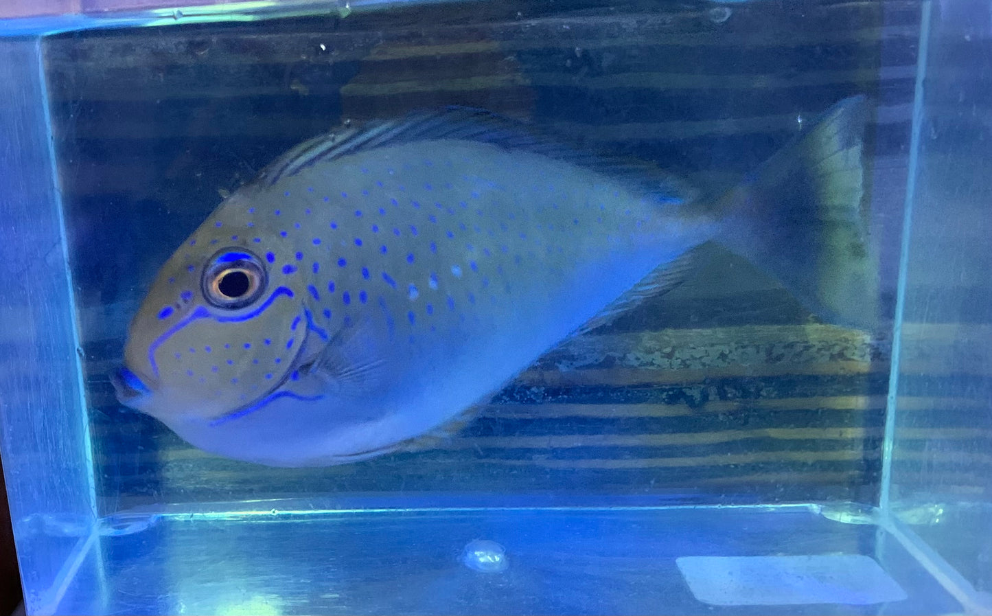 Tang - Vlamingii Md/Lg