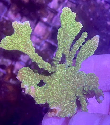 Frag - Neon Green Yellow Polyp Elkhorn Montipora !RARE!