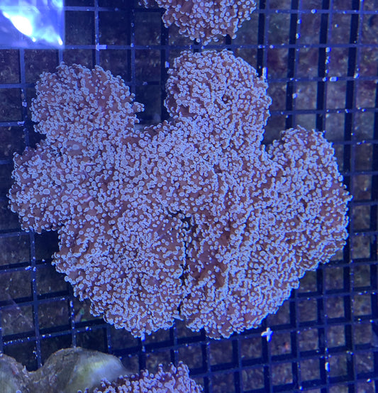 Australian - Frogspawn Wall Med