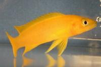 African - Leleupi 1.5-2in. (Lemon Cichlid)