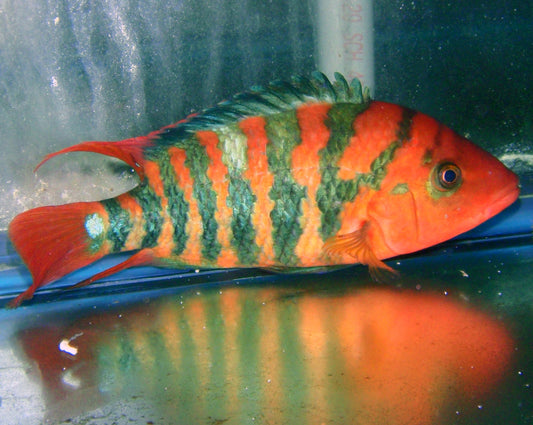 Cichlid - Red Terror WC Ecuador 4-5in