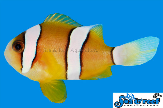 Clown - Clarkii