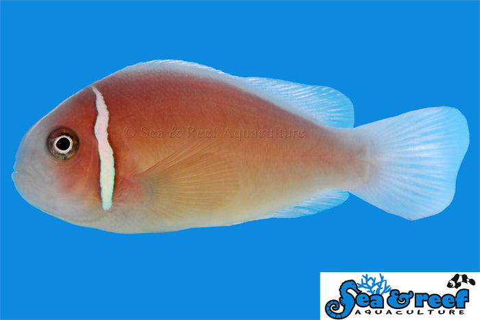 Clown - Skunk Pink