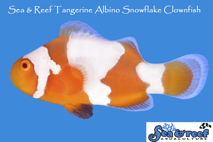 Clown - Tangerine Albino Snowflake