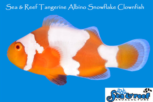 Clown - Tangerine Albino Snowflake